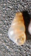 Odostomia acuta